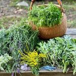 Tweefontein Herb Farm (@tweefontein_herbs) * Снимки и видеок